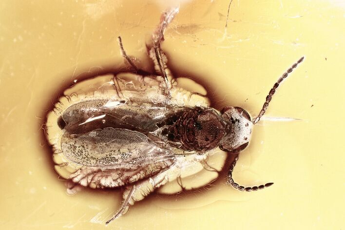 Detailed Fossil Parasitoid Wasp (Scelionidae) in Baltic Amber #367441